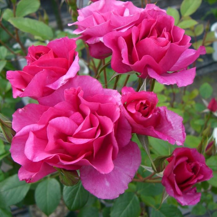 予約販売 バラ苗 バラ大苗 確実園 ローズミュージック 四季咲き 薔薇