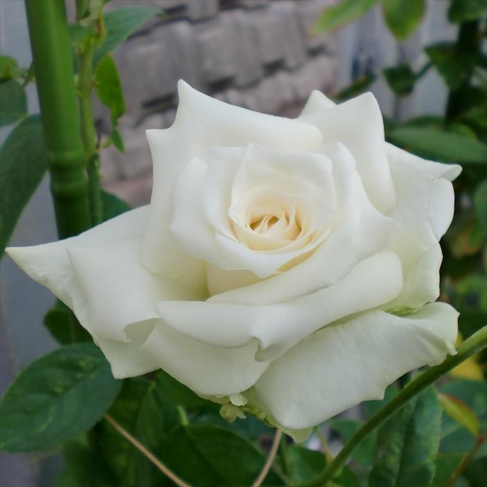 予約販売 バラ苗 バラ大苗 寺西コレクション エレガンスアイボリー