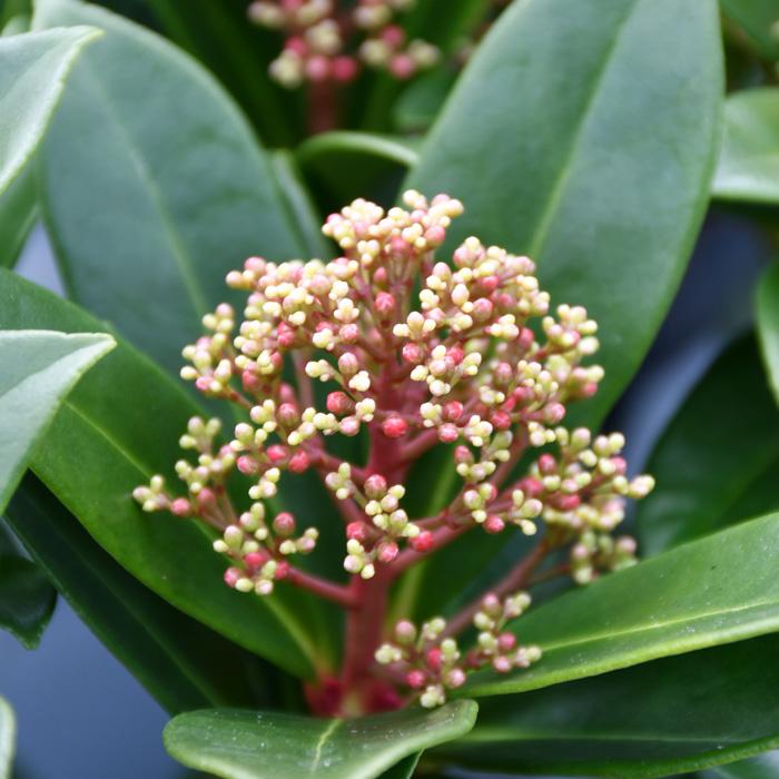 日本花キ流通 予約販売 スキミア ピンクドワーフ 9cmポット シキミア