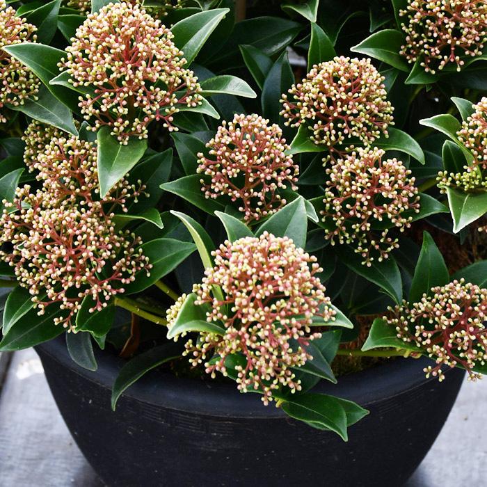 日本花キ流通 予約販売 スキミア ピンクドワーフ 9cmポット シキミア