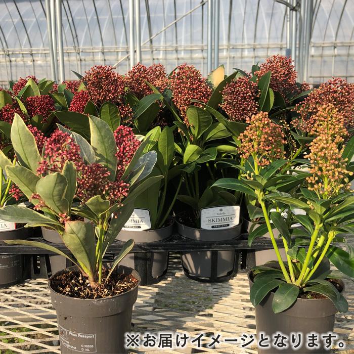 日本花キ流通 予約販売 スキミア レッドドワーフ 9cmポット シキミア