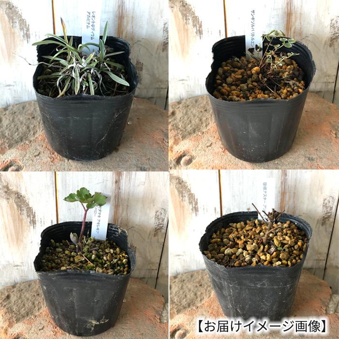 日本花キ流通 スカビオサ 苗 コルンバリア ピンクッションピンク 日本花キ流通 スカビオサ 苗 コルンバリア ピンクッションピンク