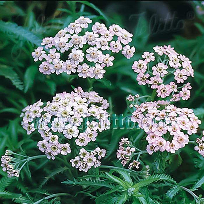 ハーブアキレア黄色苗 - 植物/観葉植物