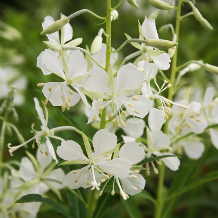 日本花キ流通 予約販売 ヤナギラン 苗 白花 9cmポット 多年草