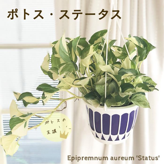日本花キ流通 観葉植物 ポトス ステータス 5号 吊り鉢 吊り下げ