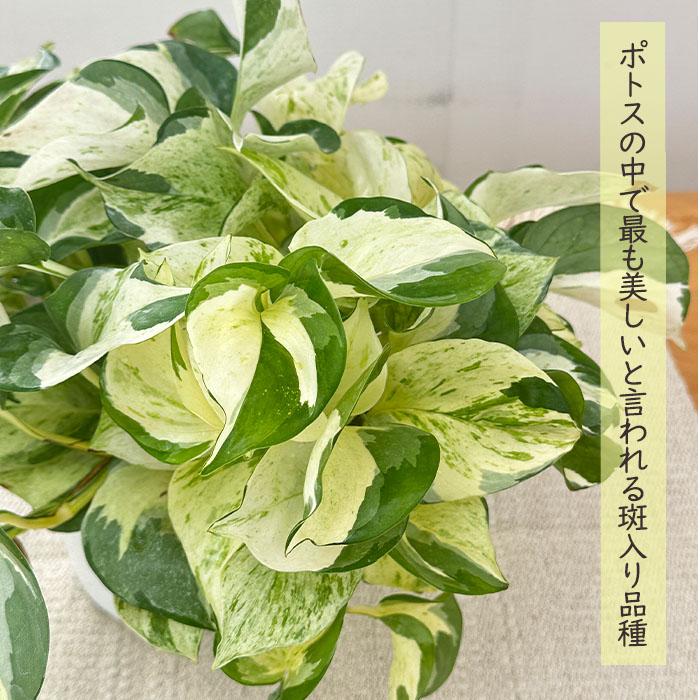 日本花キ流通 観葉植物 ポトス ステータス 5号 吊り鉢 吊り下げ