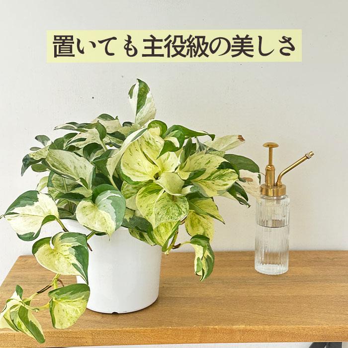 日本花キ流通 観葉植物 ポトス ステータス 5号 吊り鉢 吊り下げ