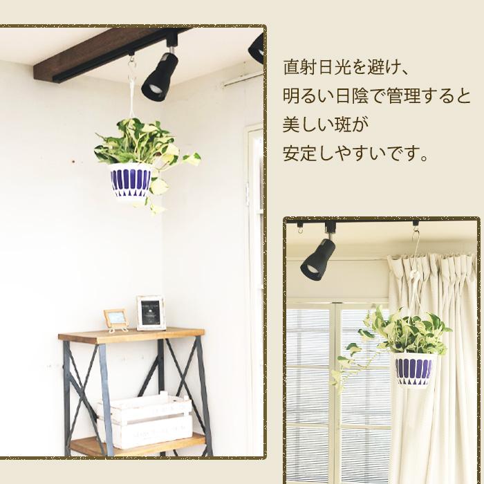 日本花キ流通 観葉植物 ポトス ステータス 5号 吊り鉢 吊り下げ