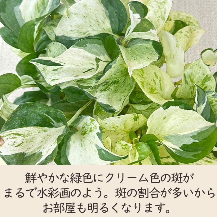 日本花キ流通 観葉植物 ポトス ステータス 5号 吊り鉢 吊り下げ