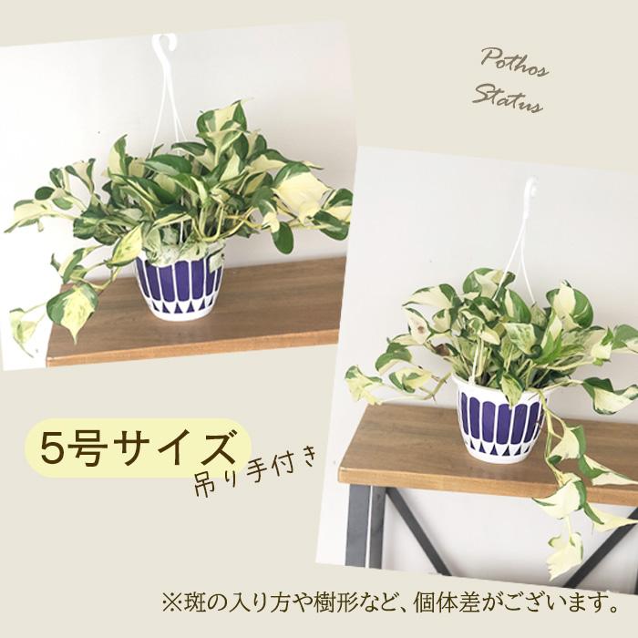 日本花キ流通 観葉植物 ポトス ステータス 5号 吊り鉢 吊り下げ