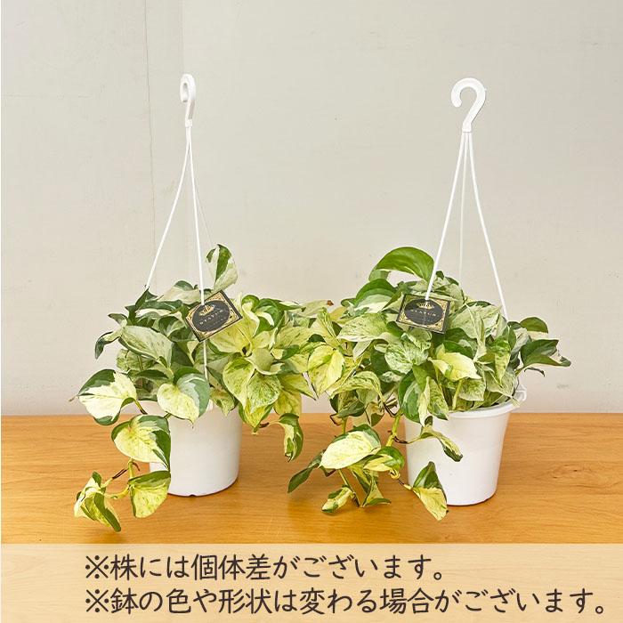 日本花キ流通 観葉植物 ポトス ステータス 5号 吊り鉢 吊り下げ