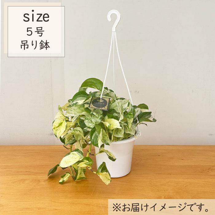日本花キ流通 観葉植物 ポトス ステータス 5号 吊り鉢 吊り下げ