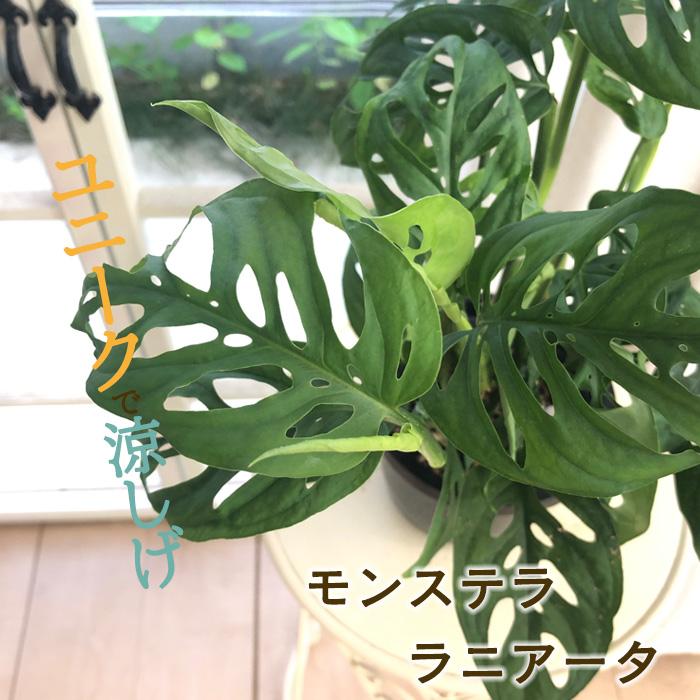 モンステラ　ラニアータ　吊り鉢　大株 日本花キ流通 観葉植物 モンステラ ラニアータ 4号 吊り鉢 吊り下げ