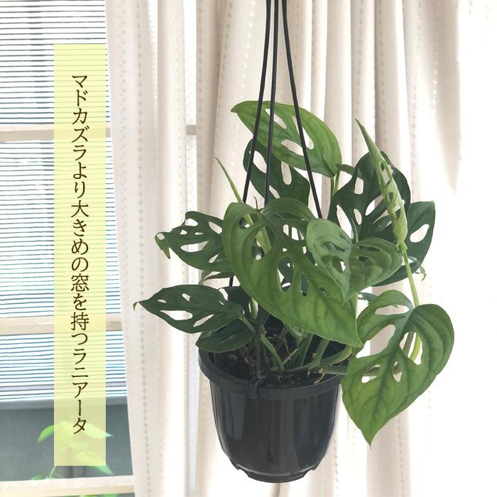 日本花キ流通 観葉植物 モンステラ ラニアータ 4号 吊り鉢 吊り下げ