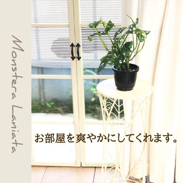 日本花キ流通 観葉植物 モンステラ ラニアータ 4号 吊り鉢 吊り下げ