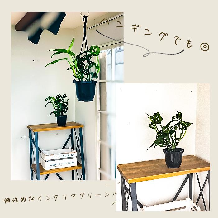 日本花キ流通 観葉植物 モンステラ ラニアータ 4号 吊り鉢 吊り下げ