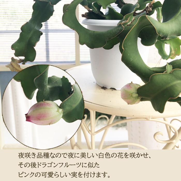 日本花キ流通 観葉植物 エピフィルム グアテマレンシス 4号 吊り鉢