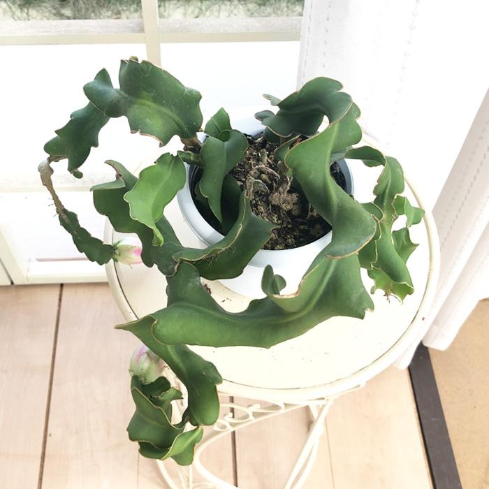 日本花キ流通 観葉植物 エピフィルム グアテマレンシス 4号 吊り鉢