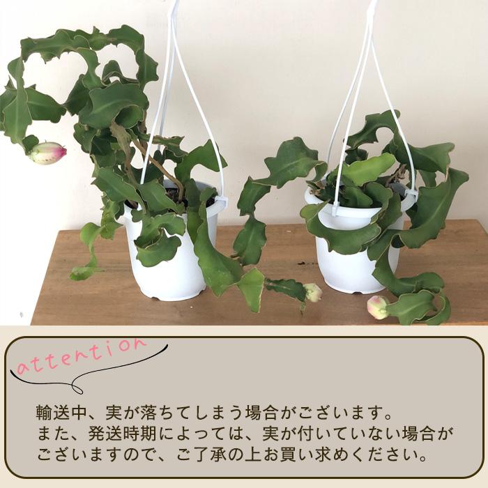 日本花キ流通 観葉植物 エピフィルム グアテマレンシス 4号 吊り鉢
