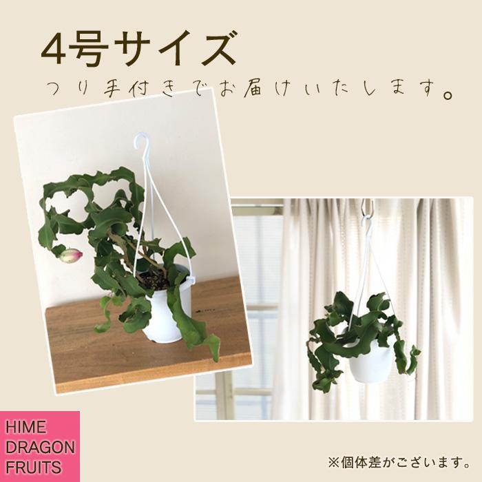 日本花キ流通 観葉植物 エピフィルム グアテマレンシス 4号 吊り鉢