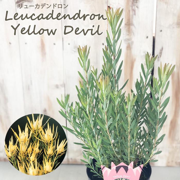 日本花キ流通 リューカデンドロン イエローデビル 5号鉢 Yellow Devil