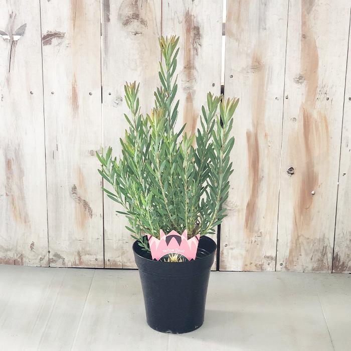 日本花キ流通 リューカデンドロン イエローデビル 5号鉢 Yellow Devil