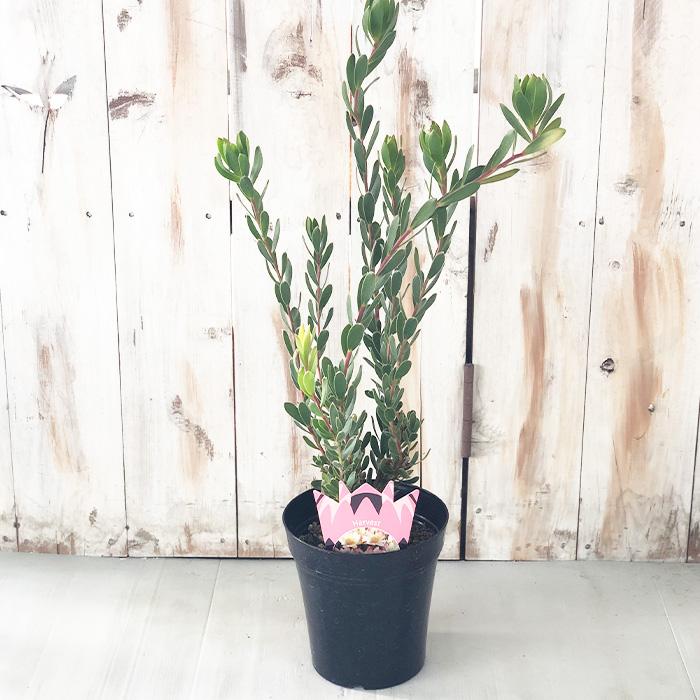 日本花キ流通 リューカデンドロン ハーベスト 5号鉢 Harvest オージー