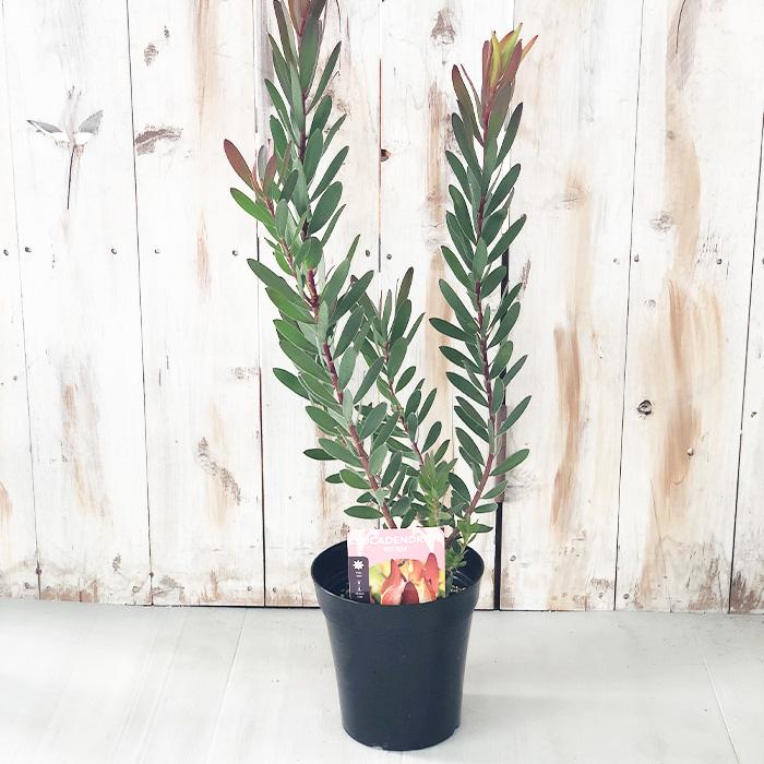 日本花キ流通 リューカデンドロン レッドジェム 5号鉢 Red Gem