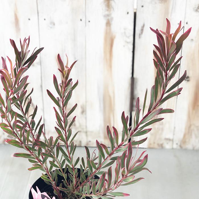 ガーデニング　リューカデンドロン　5寸5種5鉢オージープランツ ガーデニング リューカデンドロン 5寸5種5鉢オージープランツ