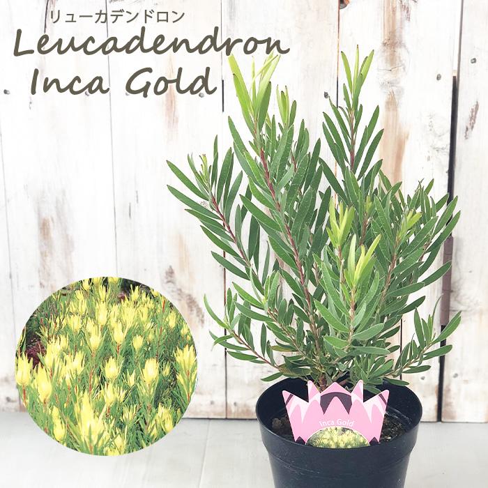 日本花キ流通 リューカデンドロン インカゴールド 5号鉢 Inca Gold