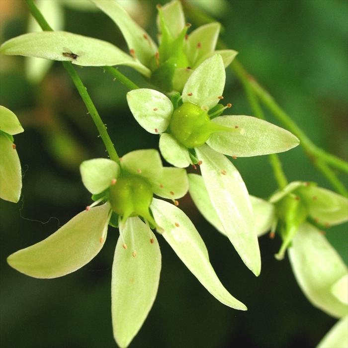 日本花キ流通 大文字草苗 緑仙 9cmポット ダイモンジソウ 山野草