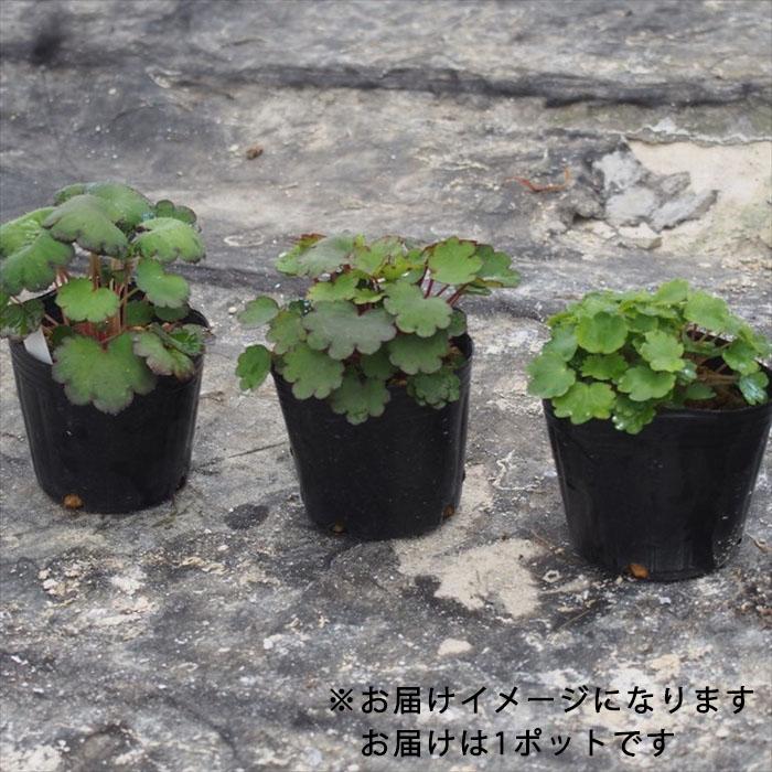 日本花キ流通 大文字草苗 四国京子 9cmポット ダイモンジソウ 山野草