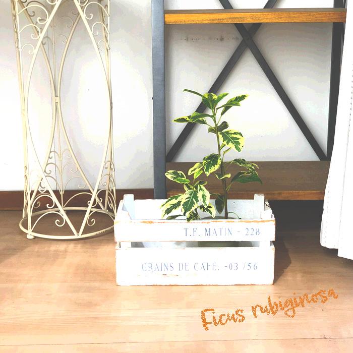 日本花キ流通 観葉植物 フィカス ルビギノーサ 斑入りフランスゴム 4号