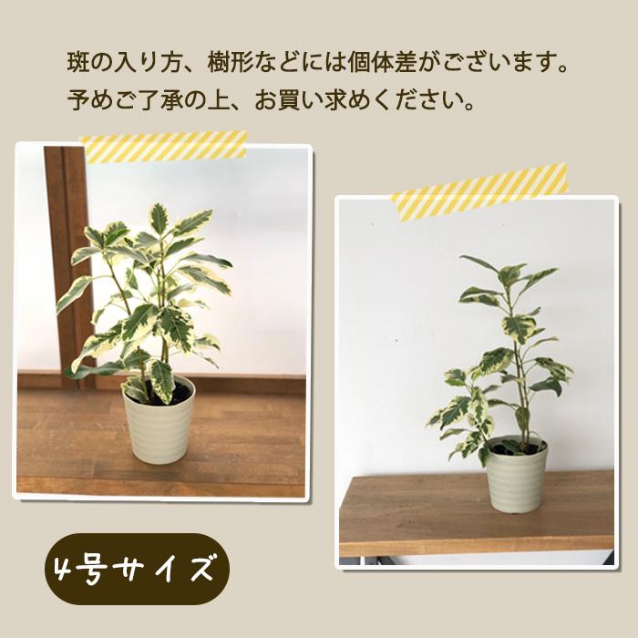 日本花キ流通 観葉植物 フィカス ルビギノーサ 斑入りフランスゴム 4号
