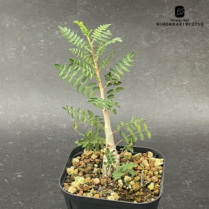 日本花キ流通 多肉植物 caボスウェリア ネグレクタ 実生