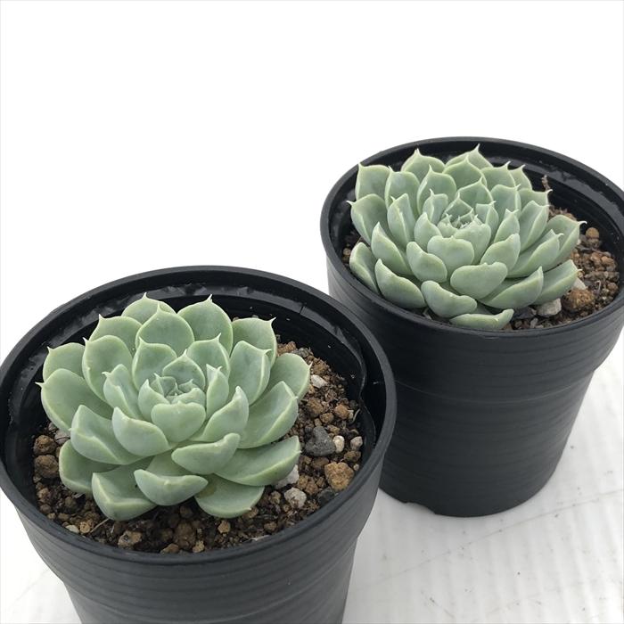 【エケベリア群生 】鉢直径38センチのデカベリア７株➕20株のモッキモキ 早春蒔きのエケベリアを鉢上げ - 石と多肉植物