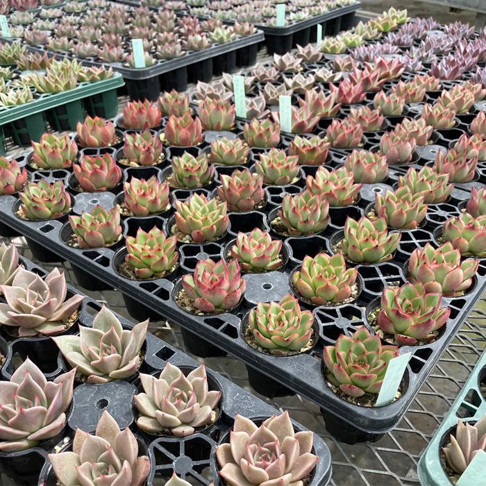 日本花キ流通 多肉植物 エケベリア 交配苗6個セット 福袋 送料無料