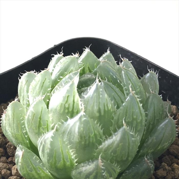 日本花キ流通 多肉植物 kubハオルチア H.picturataN1選抜タイプ