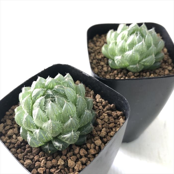 日本花キ流通 多肉植物 kubハオルチア H.picturataN1選抜タイプ