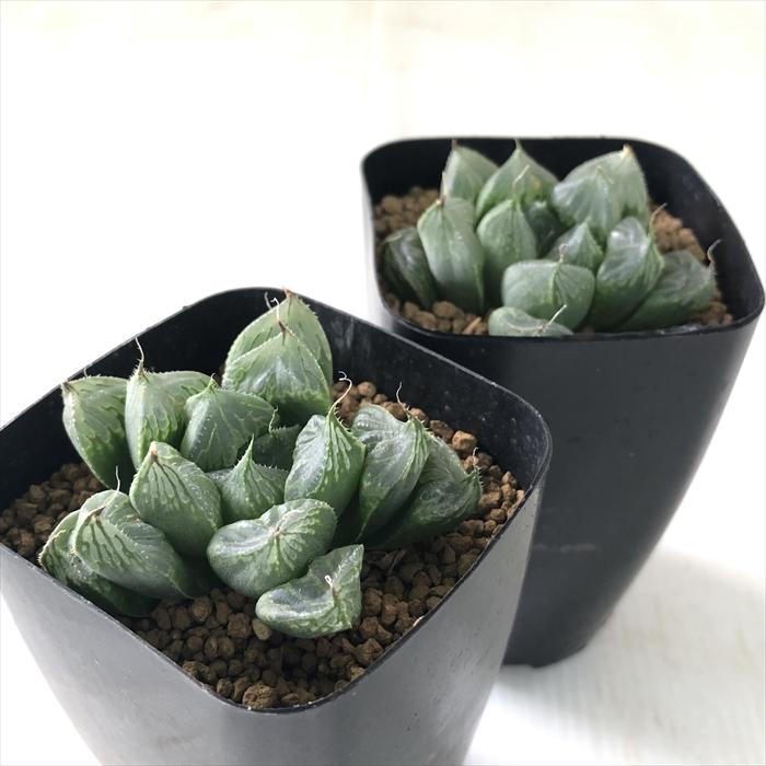 日本花キ流通 多肉植物 kubハオルチア 大型オラソニー 三仙寿 多肉植物