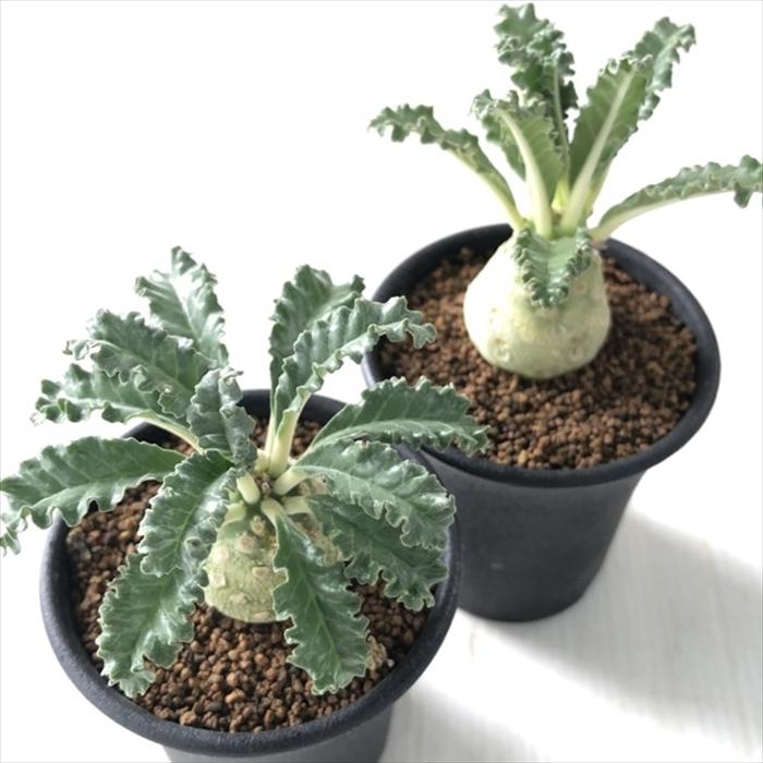 ドルステニア☆ラブラニー☆実生株 日本花キ流通 多肉植物 caドルステニア ラブラニー 実生 多肉植物 送料