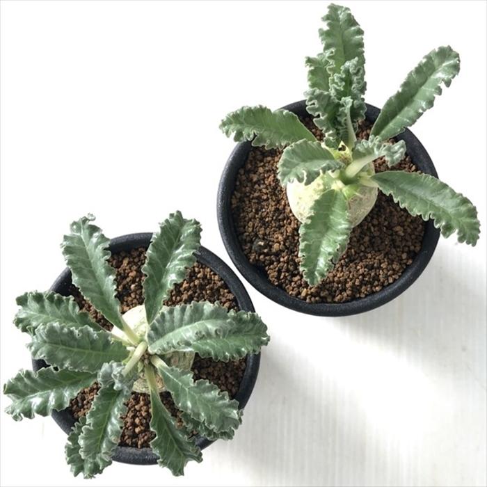 日本花キ流通 多肉植物 caドルステニア ラブラニー 実生 多肉植物 送料