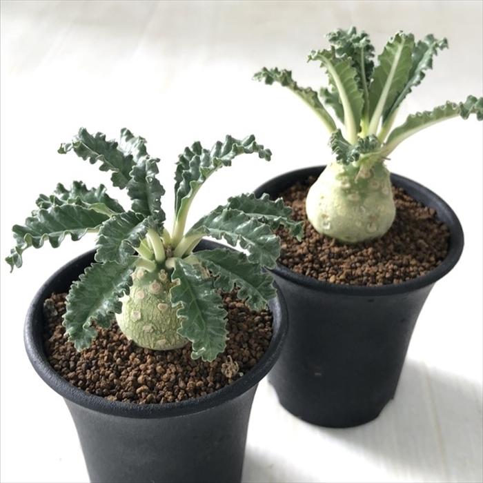 日本花キ流通 多肉植物 caドルステニア ラブラニー 実生 多肉植物 送料