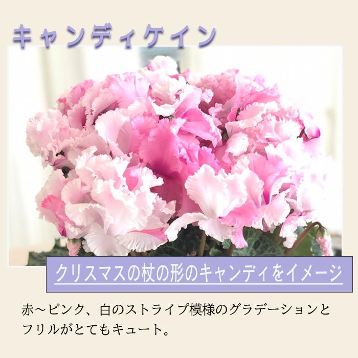 予約販売 極上シクラメン キャンディケイン 5号鉢 送料無料 ラッピング