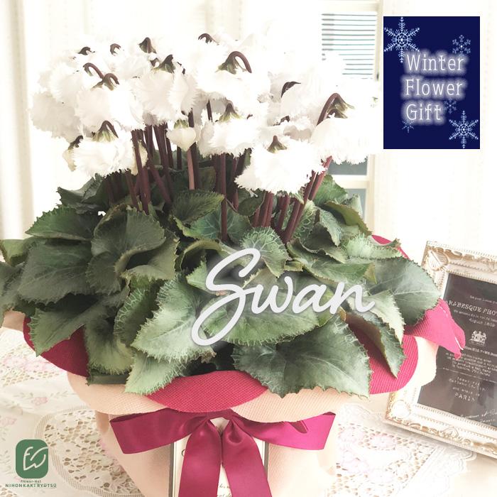 予約販売 極上シクラメン スワンホワイト 5号鉢 送料無料 ラッピング