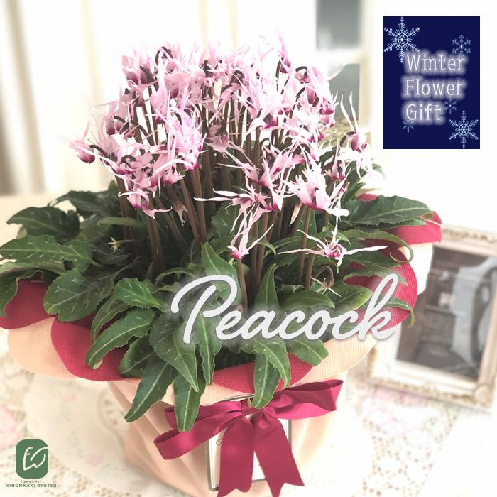 ピーコックブランド　メラミン食器　馬　鳥　蝶々　花柄　出産祝い 農林水産大臣賞受賞品種】ミディ系ピンク胡蝶蘭！『乙姫（おとひめ