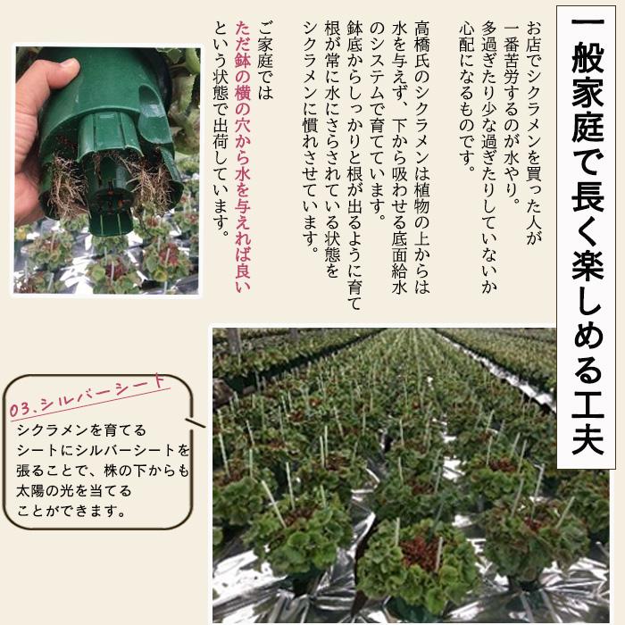 予約販売 極上シクラメン プリティプリンセス フレグランス 5号鉢 送料