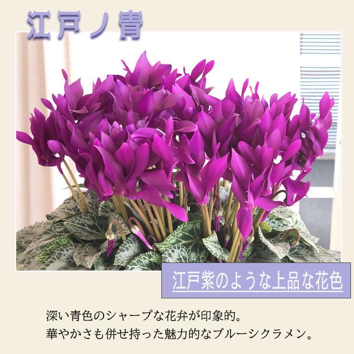 予約販売 極上シクラメン 江戸ノ青 5号鉢 送料無料 ラッピング付き
