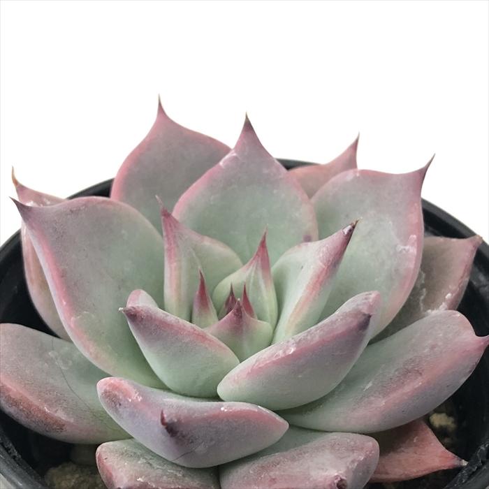 日本花キ流通 多肉植物 hmエケベリア ロベコロ 多肉植物 エケベリア