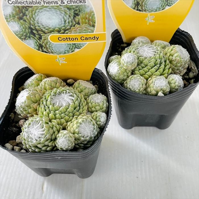 日本花キ流通 多肉植物 shセンペルビウム コットンキャンディ 7.5cm